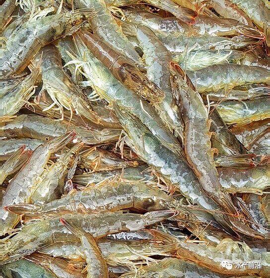 出蝦27斤/立方，連續三造成功后，工廠化養蝦在他看來并不難！